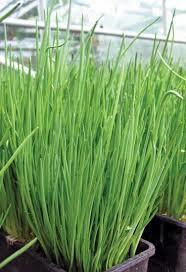 Frenk Soğanı (Chives) Tohumu