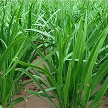 Frenk Soğanı (Chives) Tohumu