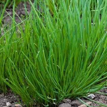 Frenk Soğanı (Chives) Tohumu