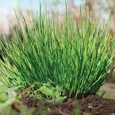 Frenk Soğanı (Chives) Tohumu