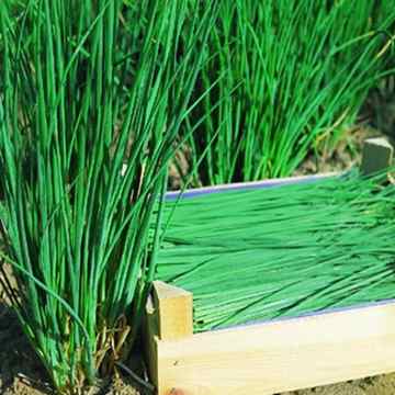 Frenk Soğanı (Chives) Tohumu