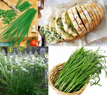 Garlic Chives (Sarımsak Otu) Tohumu