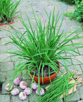 Garlic Chives (Sarımsak Otu) Tohumu