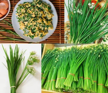 Garlic Chives (Sarımsak Otu) Tohumu