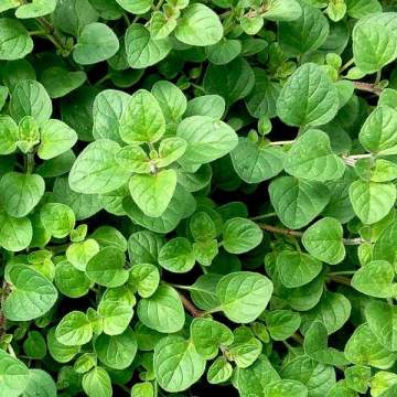 Oregano Kekik Tohumu