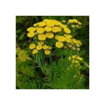 Solucan Otu Tohumu (Tanacetum vulgare) 25 Adet