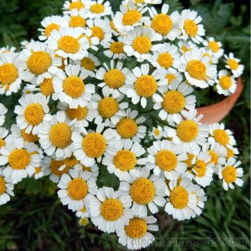 Gümüşdüğme Bitkisi Tohumu (Tanacetum parthenium Feverfew )