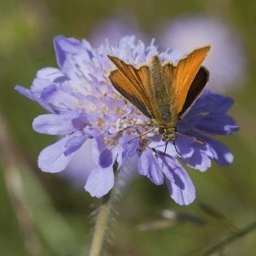 Misk Çiçeği Tohumu (Knautia arvensis)