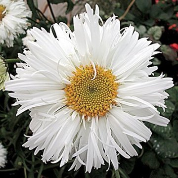 Alman Papatyası Tohumu ( Chrysanthemum leucanthemum maximum )