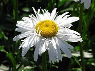 Alman Papatyası Tohumu ( Chrysanthemum leucanthemum maximum )