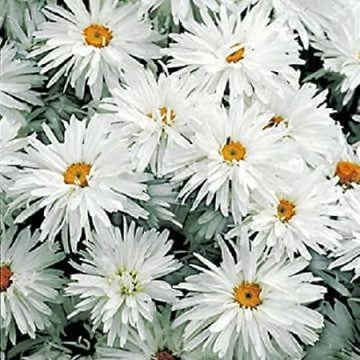 Alman Papatyası Tohumu ( Chrysanthemum leucanthemum maximum )