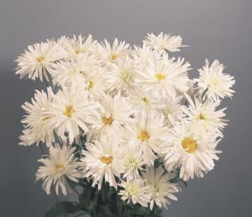 Alman Papatyası Tohumu ( Chrysanthemum leucanthemum maximum )
