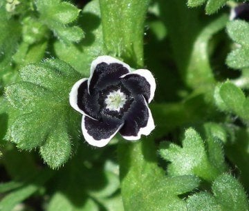 Özlem Çiçeği Tohumu (Nemophila menziesii, 'Penny Black')
