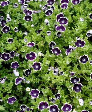 Özlem Çiçeği Tohumu (Nemophila menziesii, 'Penny Black')