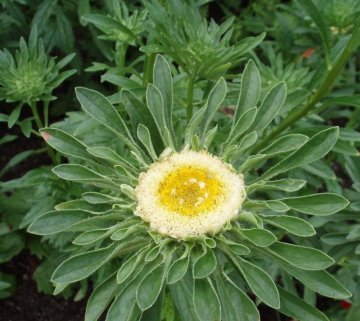 Çin Aster (Callistephus Chinensis-Hulk ) Tohumu