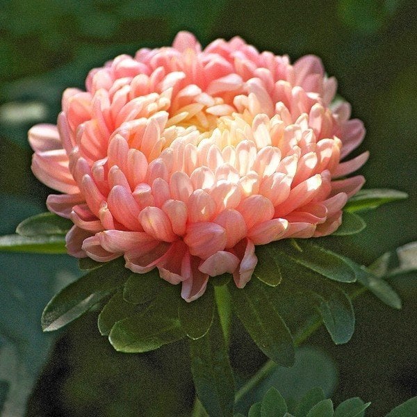 Çin Aster Tohumu (King Size' Series, 'King Size Apricot)