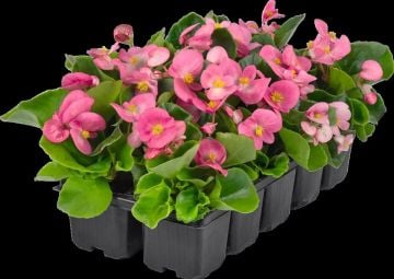 Begonya Tohumu ( Begonia semperflorens)