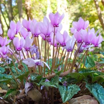 Sıklamen Çiçeği Tohumu (Cyclamen hederifolium)