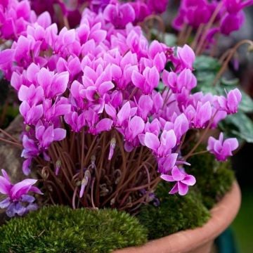 Sıklamen Çiçeği Tohumu (Cyclamen hederifolium)