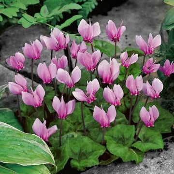 Sıklamen Çiçeği Tohumu (Cyclamen hederifolium)