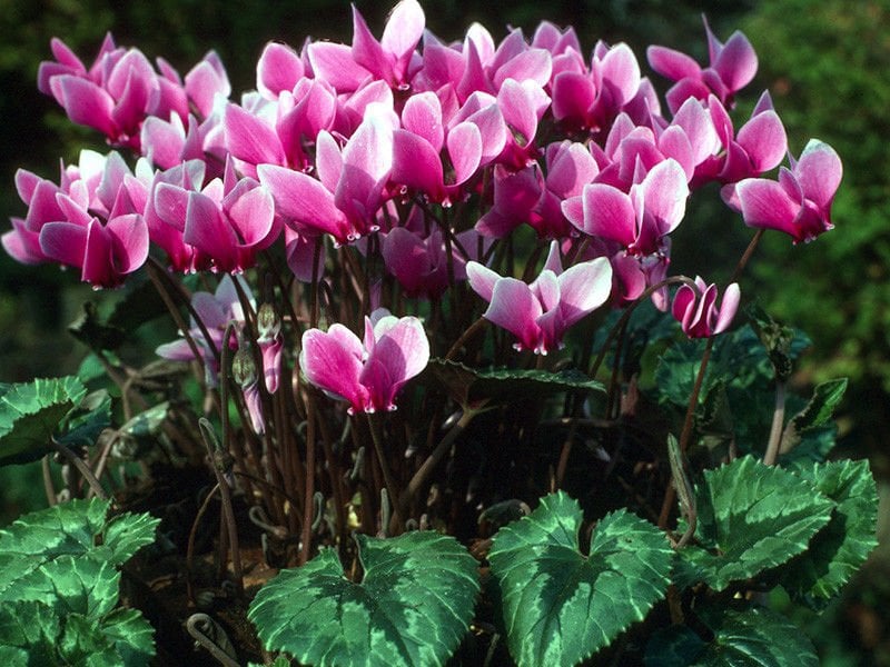 Sıklamen Çiçeği Tohumu (Cyclamen hederifolium)