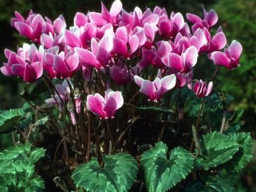 Sıklamen Çiçeği Tohumu (Cyclamen hederifolium)