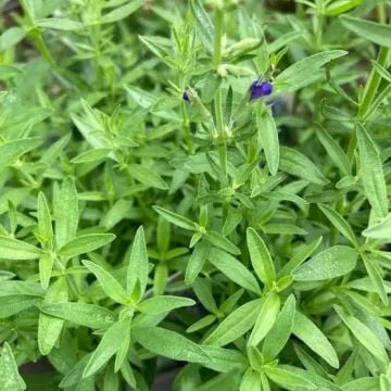 Zufa Otu Tohumu (Hyssopus officinalis)