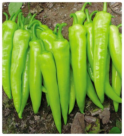 Çarliston Biberi Tohumu - 100 Adet