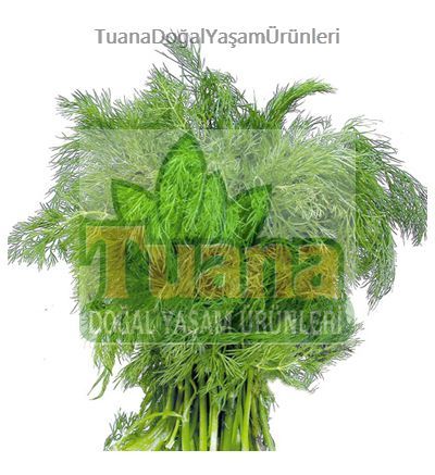 Dere Otu Tohumu - 500 adet