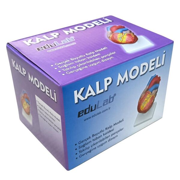 KALP MODELİ