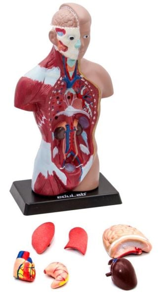 İNSAN VÜCUDU (Küçük Boy, 27 cm.)