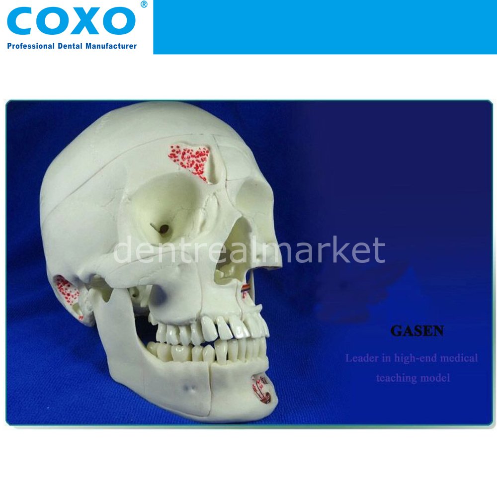 Dental Neurology Skull Model