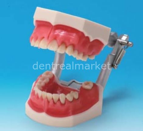 Periodental Hasta Eğitim Modeli