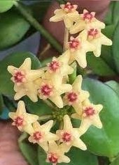 Hoya collina aff biakensis-  Kokulu mum çiçeği 10-20 cm boyda mini saksıda köklü.Güçlü sürgünlü (kod:new13c)