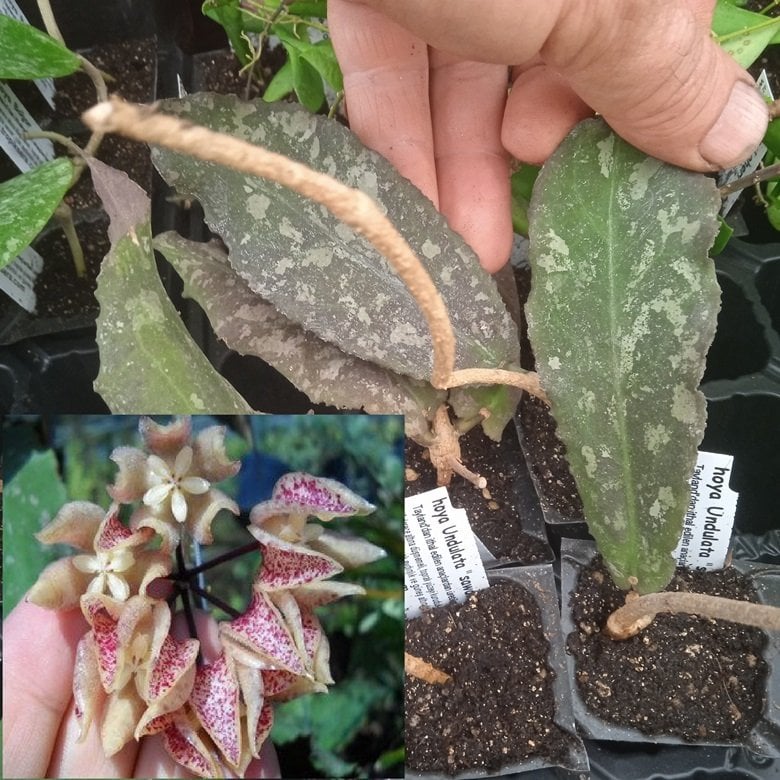 Hoya Undulata sarawak borneo  -  Kokulu mum çiçeği köklü tek yaprakli mini saksıda köklü.Güçlü sürgünlü (kod:new15a)