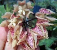 Hoya Undulata sarawak borneo  -  Kokulu mum çiçeği köklü tek yaprakli mini saksıda köklü.Güçlü sürgünlü (kod:new15a)