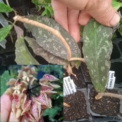 Hoya Undulata sarawak borneo  -  Kokulu mum çiçeği köklü tek yaprakli mini saksıda köklü.Güçlü sürgünlü (kod:new15a)
