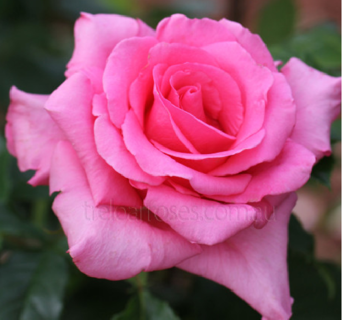 Kod:g33 Polyanna rose, yoğun kokulu pembe gül (büyük boy)