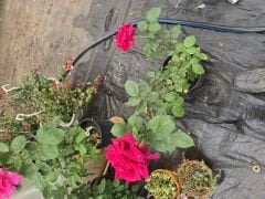 Kod:g32 Black magic rose, yoğun kokulu kadife kırmızı gül (büyük boy)