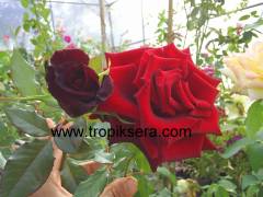 Kod:g32 Black magic rose, yoğun kokulu kadife kırmızı gül (büyük boy)