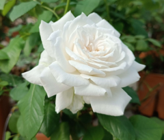 Kod:g31 Sapatilha rose, Yoğun kokulu beyaz gül (büyük boy)