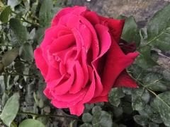 Kod:g30 Thiago red rose, az Kokulu büyük kırmızı (büyük boy)