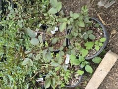 Kod:g30 Thiago red rose, yoğun Kokulu büyük kırmızı (büyük boy)