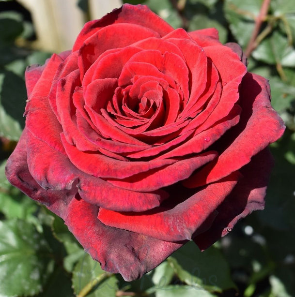 Kod:g30 Thiago red rose, yoğun Kokulu büyük kırmızı (büyük boy)