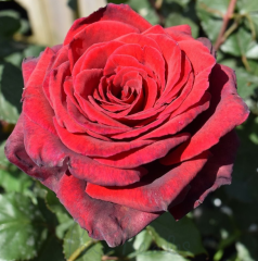 Kod:g30 Thiago red rose, yoğun Kokulu büyük kırmızı (büyük boy)