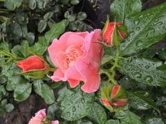 Kod:g29 Daniela pink rose, yoğun kokulu pembe gül (büyük boy)