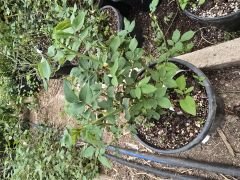 Kod:g29 Daniela pink rose, yoğun kokulu pembe gül (büyük boy)