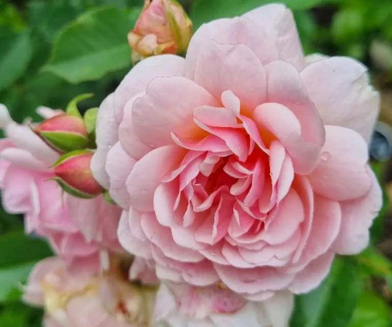 Kod:g29 Daniela pink rose, yoğun kokulu pembe gül (büyük boy)