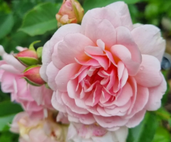 Kod:g29 Daniela pink rose, yoğun kokulu pembe gül (büyük boy)