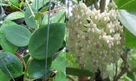 Hoya cv. bent -  Kokulu mum çiçeği  10-20 cm boyda mini saksıda köklü.Güçlü sürgünlü (kod:new22c)